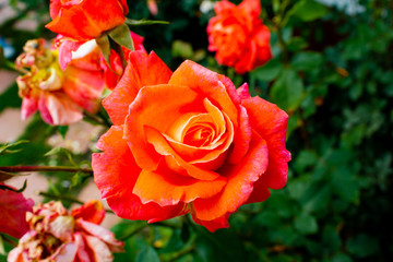 Rose Orange