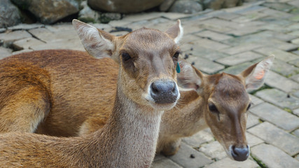 Close up of Deer without antlers