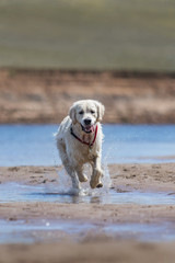 dog Golden retriever summer
