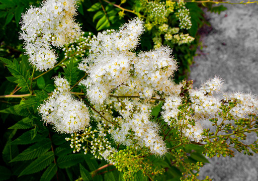 Schneeblume