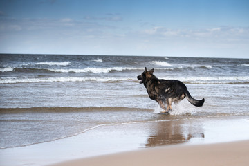 german shepherd dog running and playing on the beach