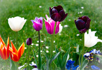  Tulpen 