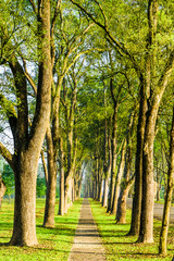 Obraz premium The woods in the park are on both sides of the Asphalt road