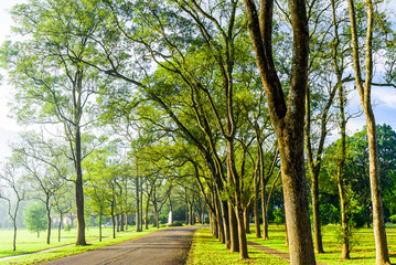 Fototapeta na wymiar pathway with green trees in the park
