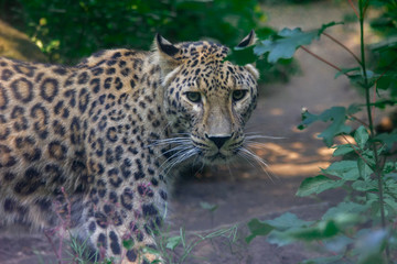 Leopard