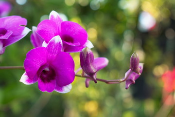 Fototapeta na wymiar purple orchid flowers in garden