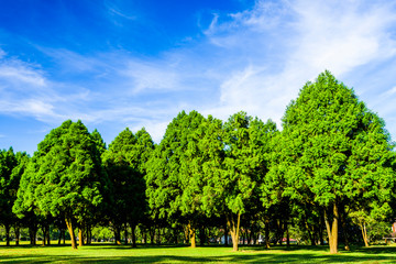 Fototapeta na wymiar Lush green trees with blue sky as background, fir, and pine trees in Nantou, Taiwan.