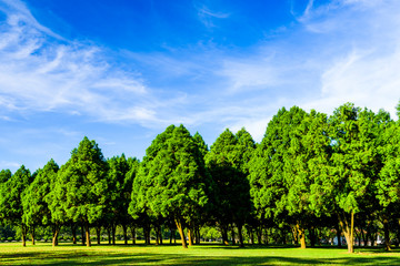 Obraz premium Lush green trees with blue sky as background, fir, and pine trees in Nantou, Taiwan.