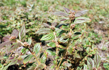 leaves in the garden