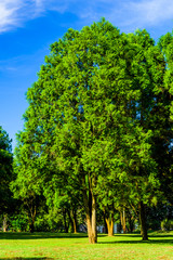 Fototapeta na wymiar Close-up lush green trees in the park