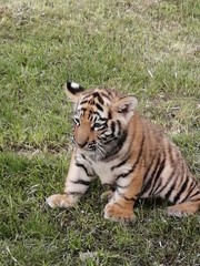 Naklejka premium tiger in the grass