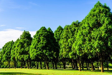 Green tree forest background, fir and pine trees in Nantou, Taiwan.