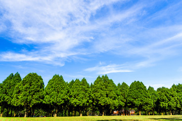 Obraz premium Green tree forest background, fir and pine trees in Nantou, Taiwan.