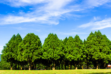 Fototapeta na wymiar Green tree forest background, fir and pine trees in Nantou, Taiwan.