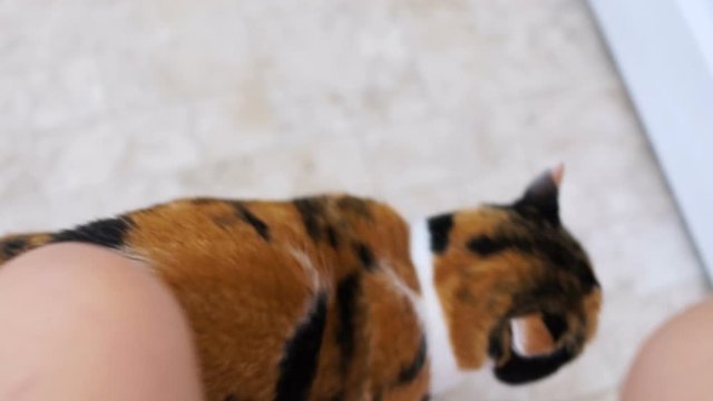 Calico cat standing up on hind legs asking begging for treat, paws up, adorable cute big eyes for food in kitchen floor by cabinets, intelligent doing trick