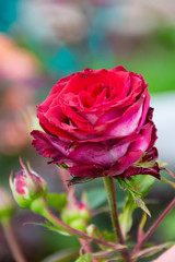 Beautiful red rose bloomed in the garden. 