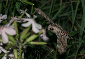 Night moth - sphinx moth, feeds on flower nectar. Photographed during the night