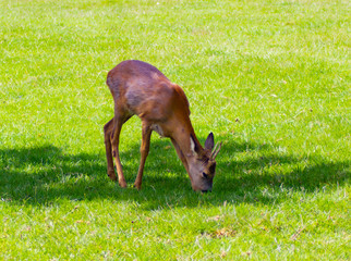 Junger Hirsch