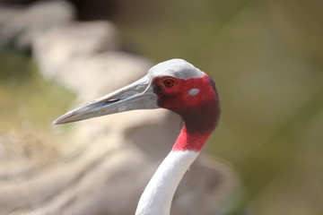タンチョウアンティゴネ