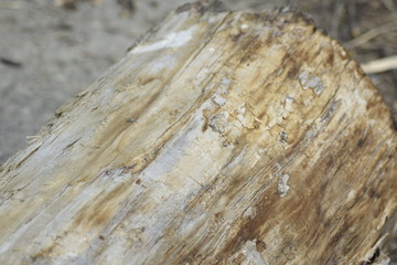 Holz im Detail