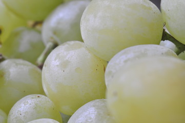 Bunch of ripe grapes