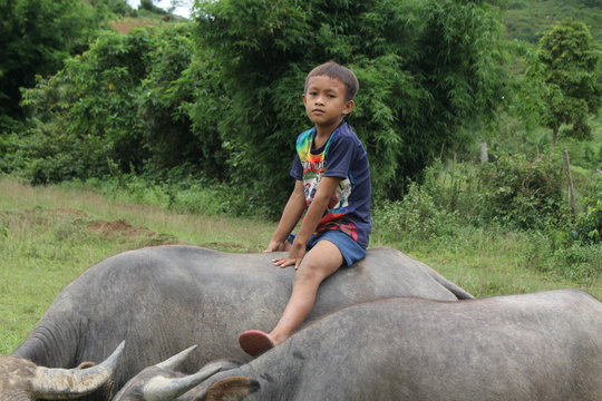 boy riding on a back of buffalo in the rice field contry side