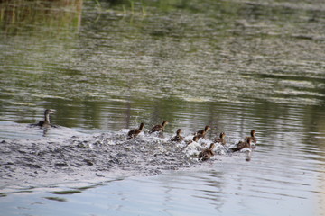Young Family On The Run, Pylypow Wetlands, Edmonton, Alberta