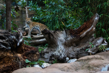 A resting Amur Leopard; one of the rarest big cats in the world, over looking it's territory.