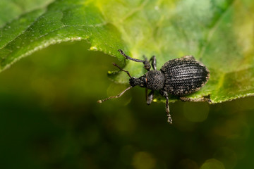 Black vine weevil (Otiorhynchus sulcatus  on a green leaf.  It is a pest of many garden plants. Place for text.