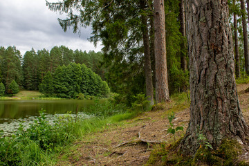 Very beautiful lake landscape with a view of the forest. Trees in front