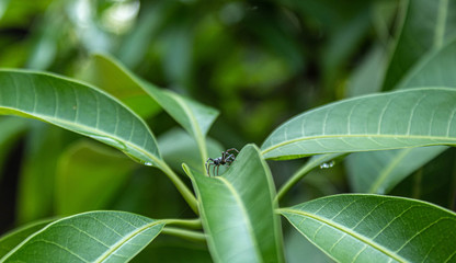 green leaf with a bug