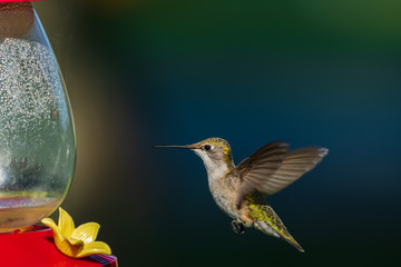 hummingbird on a branch