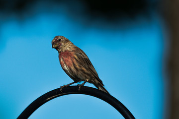 sparrow on a branch