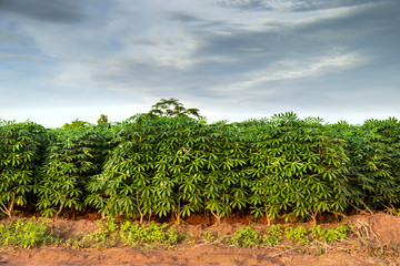 Fototapeta na wymiar Cassava trees in the fields