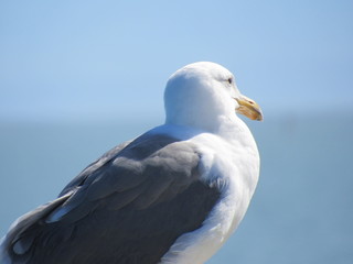seagull and a blue sky
