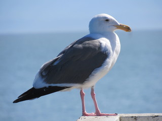 seagull on the pier close up