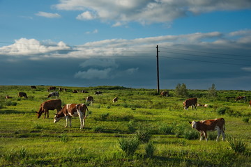 Russia. Khakassia. Cows on vacation in the first sunlight of the early morning along the Shira-Uzhur road.