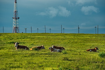Russia. Khakassia. Cows on vacation in the first sunlight of the early morning along the Shira-Uzhur road.