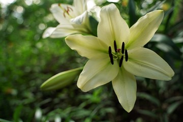 White lily flowers are blooming beautifully  at garden. Saitama,Japan.