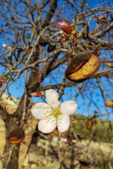 Blossoming almond flower in springtime. Flower on tree