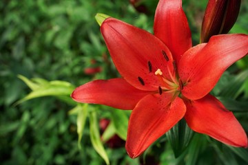 Red lily flower is blooming beautifully  at garden. Saitama,Japan