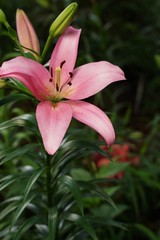 Pink and so many other colorful lily flowers are blooming beautifully at garden. Saitama,Japan.
