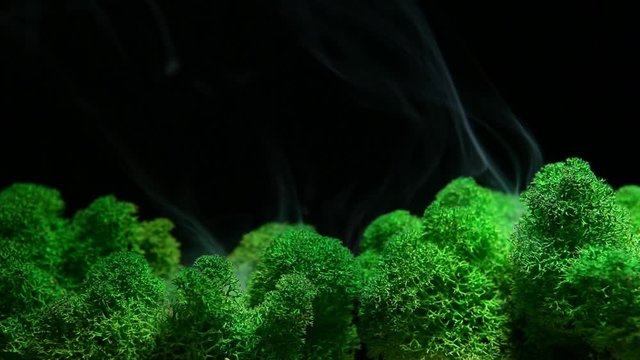 footage of moss smoke dark background 