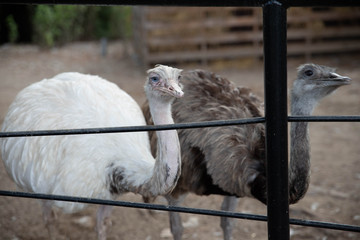 Deux autruches chassent des mouches