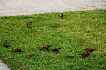 group of sparrow is sitting on green grass