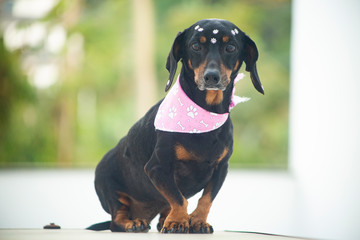 dachshund dog isolated on green background