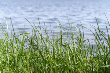 Swaying grass with water as the background