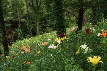So many colorful lily flowers are blooming beautifully under blue sky at garden. Saitama,Japan.