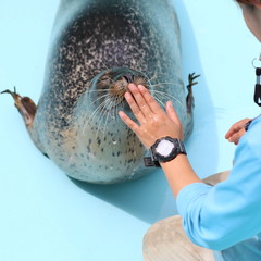 アザラシの調教風景 © Renomimi