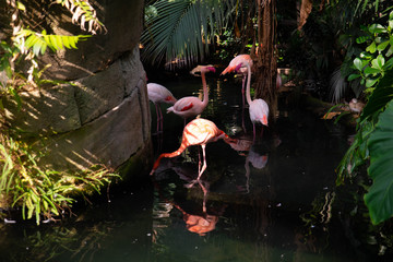 Des flammants roses dans l'eau
